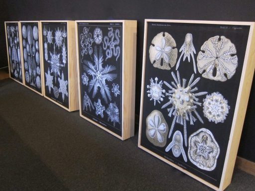 Lichtobjecten. Prints op textiel, ‘Kunstformen der Natur’ van Ernst Haeckel
